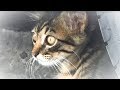 怪我をした母猫の子猫は元気に成長中！くーちゃんが今日も応援してくれた