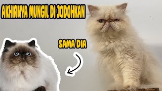 AKHIRNYA MUNGIL DI JODOHKAN LAGI :) | CARA MENGAWINKAN KUCING by Kucing himalayaku official 24 views 3 months ago 6 minutes, 34 seconds