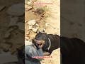 Trevor Fears Nobody Funny meme #trevor #gta#gta6 #gta #gta5funnymoments #gtafunnymoments