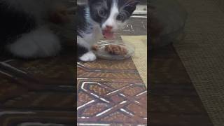Красивый котенок завтракает кормом - смешные животные