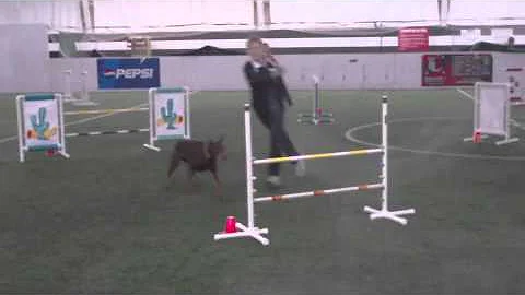 Novice Jumpers Agility