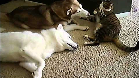 Video 4669621: siberian cat playing, female siberian