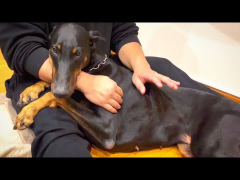 みんな知らないドーベルマンの優れた性格