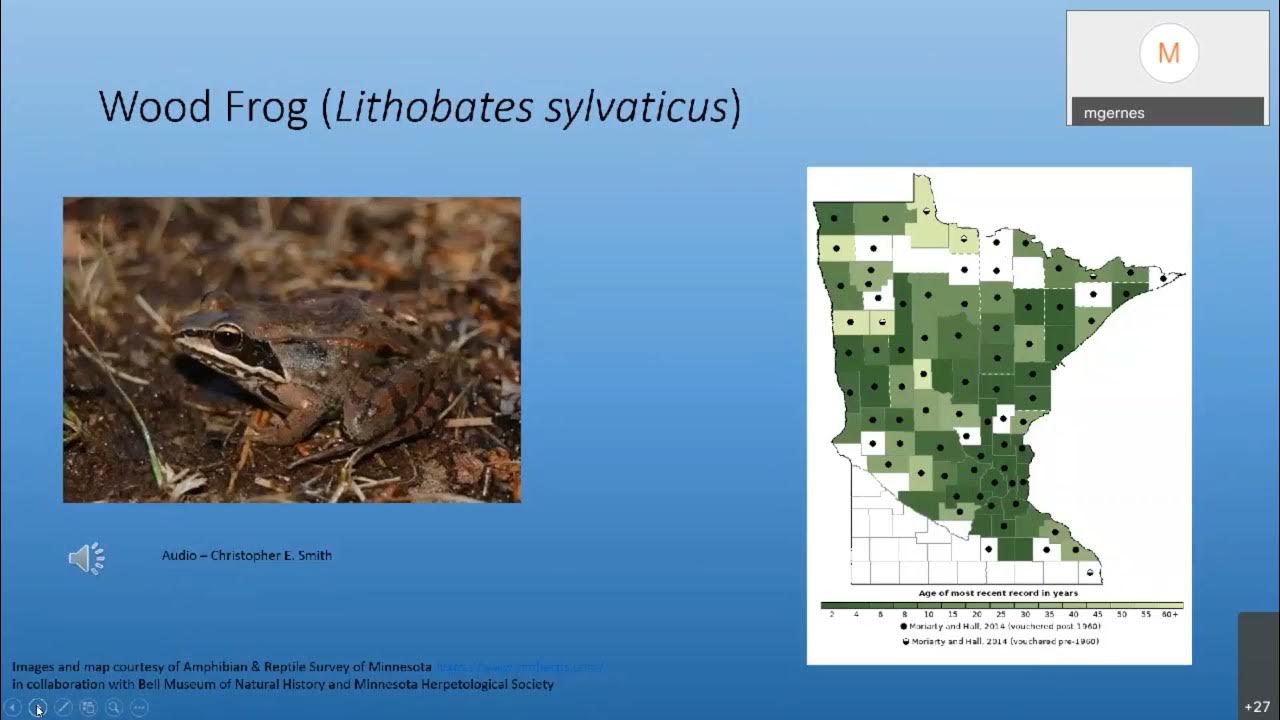 Frogs and Toads of Minnesota April 2021 YouTube