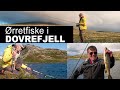 Fisketur etter ørret i Dovrefjell-Sunndalsfjella nasjonalpark / Trout fishing