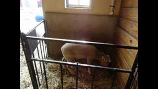 A short clip of the ram lamb running in and out of the crib feeder. I was surprised how easily he gets in and outta there for how big 