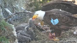 Both Parents Feeding Their Eaglets WE1, WE2, WE3丨West End Bald Eagle 2024 4 8