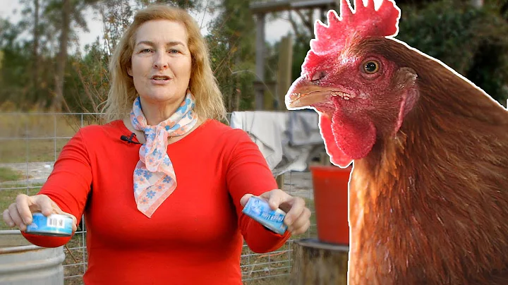 What to feed your chickens so they survive winter.