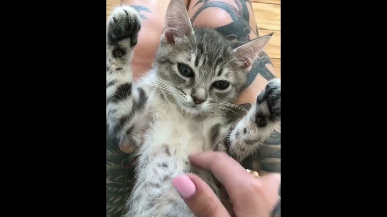 Kitten Lady Youtube Kitten Lady Youtube