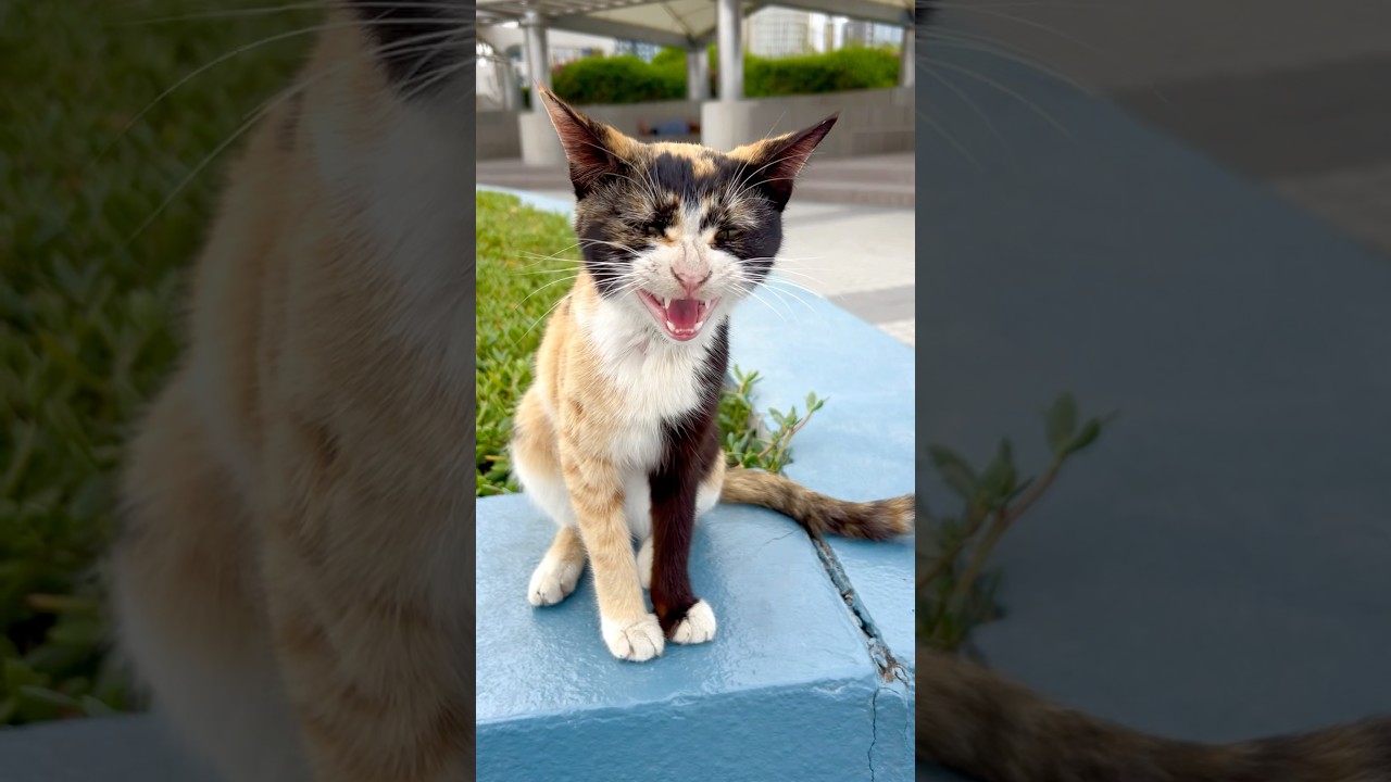 PRETTY TRI-COLOR COAT OF CALICO CAT