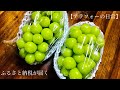 【ふるさと納税】山梨から届いたシャインマスカットが美味しすぎてコメントが空回りの巻