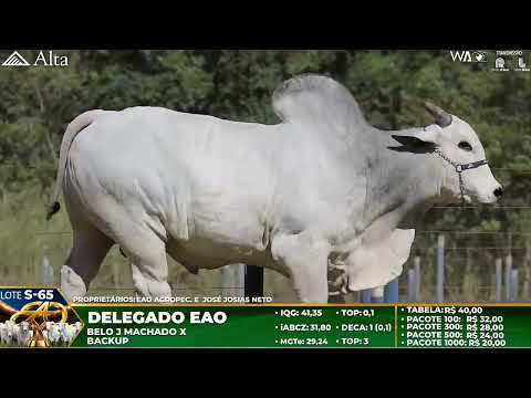LOTE S65   DELEGADO DA EAO   EAO B5212