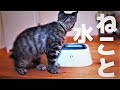 猫の給水器　水飲み器　レビュー　水の入った皿をひっくり返されるのでペットボウル買ってみたら、良かった件。猫 キジトラ　水　水やり　かわいい おすすめ　　おしゃれ　飲まない あいきたび