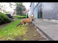 Fox trying to break into Natural History unit at BBC Bristol