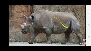 class 5 EVS ,chapter 5 part 3 The world of animals