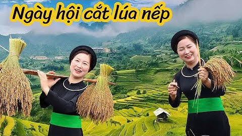 Hội Thi Mùa Vàng"Tay Gặt Lúa Nếp,Tay Nặn Bánh Giày"nét đẹp văn hoá truyền thống đồng bào dân tộc Tày