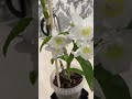 Расцвели на Новый год орхидеи