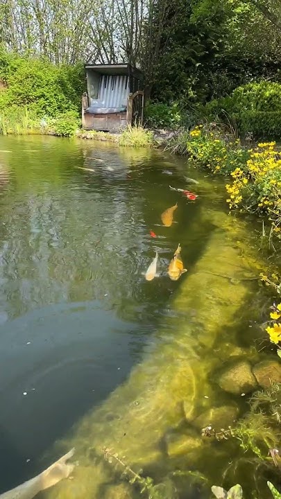Garten in der Frühlingssonne life viral Shorts Paradise Live 