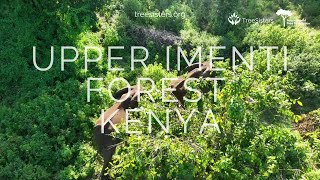 PLANTING SUCCESS STORIES: Elephants returning to the restored Upper Imenti forest in Kenya