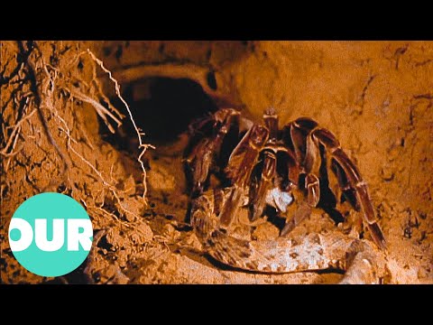 Tarantula Hunts Down Venomous Snake | Our World