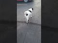 dog pt2