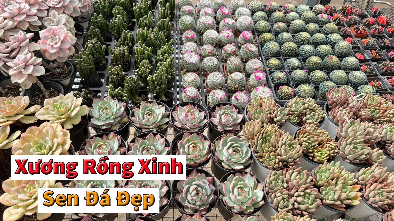 Đủ mẫu mới, sen đá xương rồng giá rẻ | succulent Gia Nghia