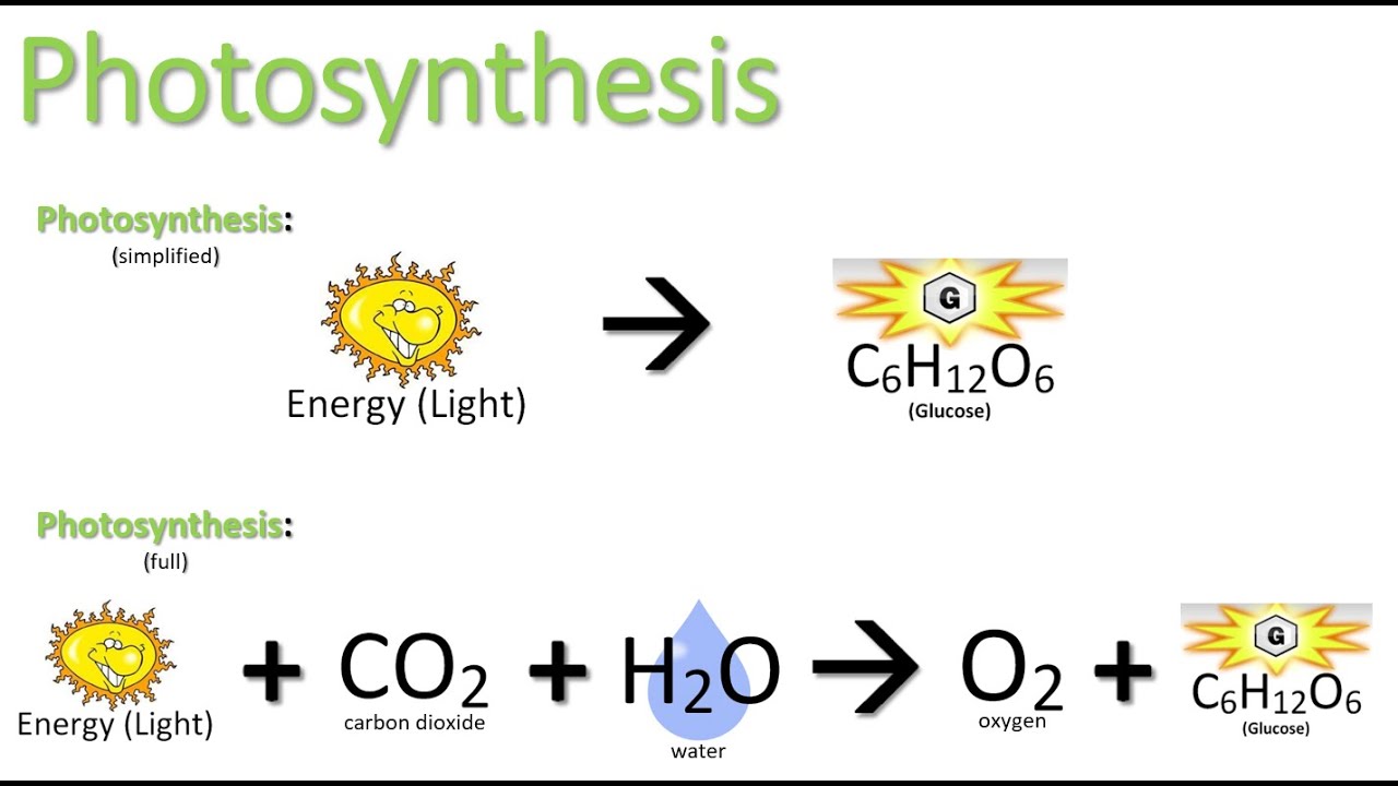 Target A5.1: Photosynthesis - YouTube