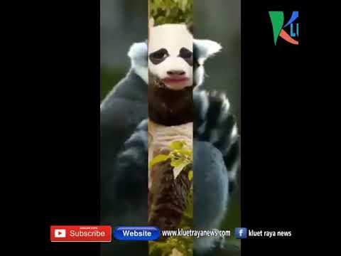 Meme Lucu Dari Aceh Meme Lucu Dari Aceh
