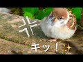 〝ﾁﾗｯﾁﾗｯ〟子スズメちゃん 激おこ!!【手乗りスズメがいっぱい！20】Hand tame sparrow