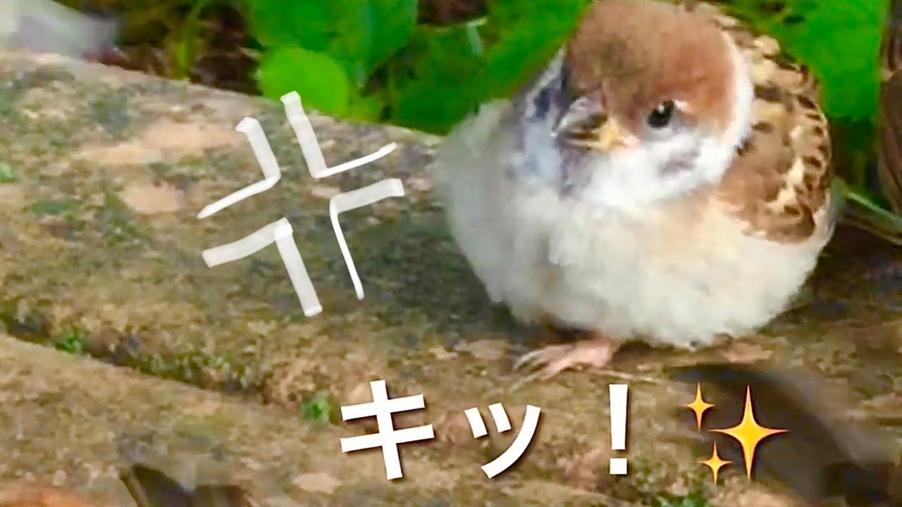 ﾁﾗｯﾁﾗｯ〟子スズメちゃん 激おこ!!【手乗りスズメがいっぱい！20】Hand