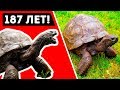 Самое старое животное из живущих на планете Земля стало легендой