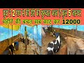 युवा ने की 2 गाय से डेरी की शुरुआत आज है कुल 5 गाय / dairy farming in Bihar / best dairy model 