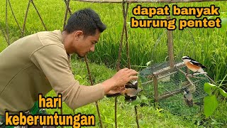 WOW begini jadinya mikat burung pentet di spot rahasia