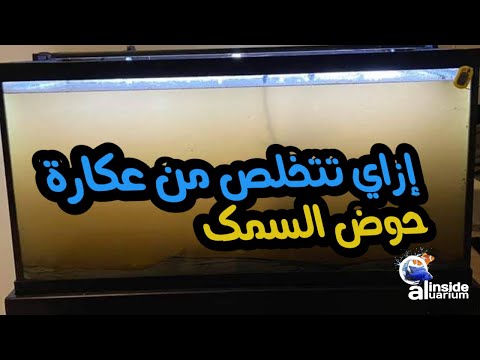 فيديو: كيفية تنعيم ماء الحوض