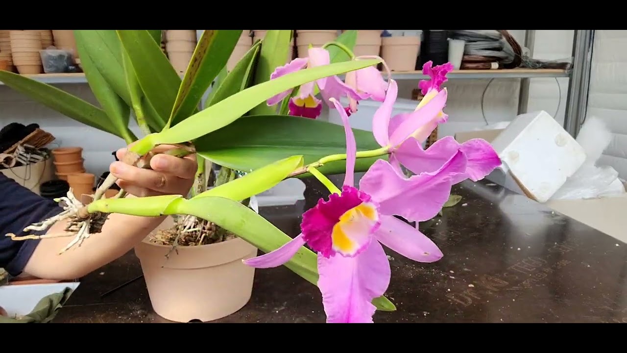 #카틀레야엘도라도분주하기#카틀레야분주하기#2022년 6월 20일