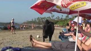India: The Goa Experience @InDeepFilms