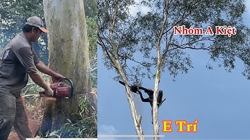 Pha xử lý cây Bạch Đàn siêu to của nhóm A kiệt quá đỉnh