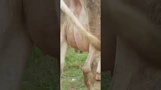 KN VENKATESH DAIRY FARM KOLAR imported seman Milk teeth heifer 25 + milking capacity