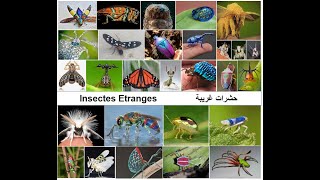 Insectes Etranges حـشـرات غـريـبـة