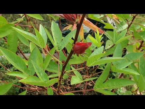 Video: Hibiscus - Beschrijving, Voordelen, Toepassing