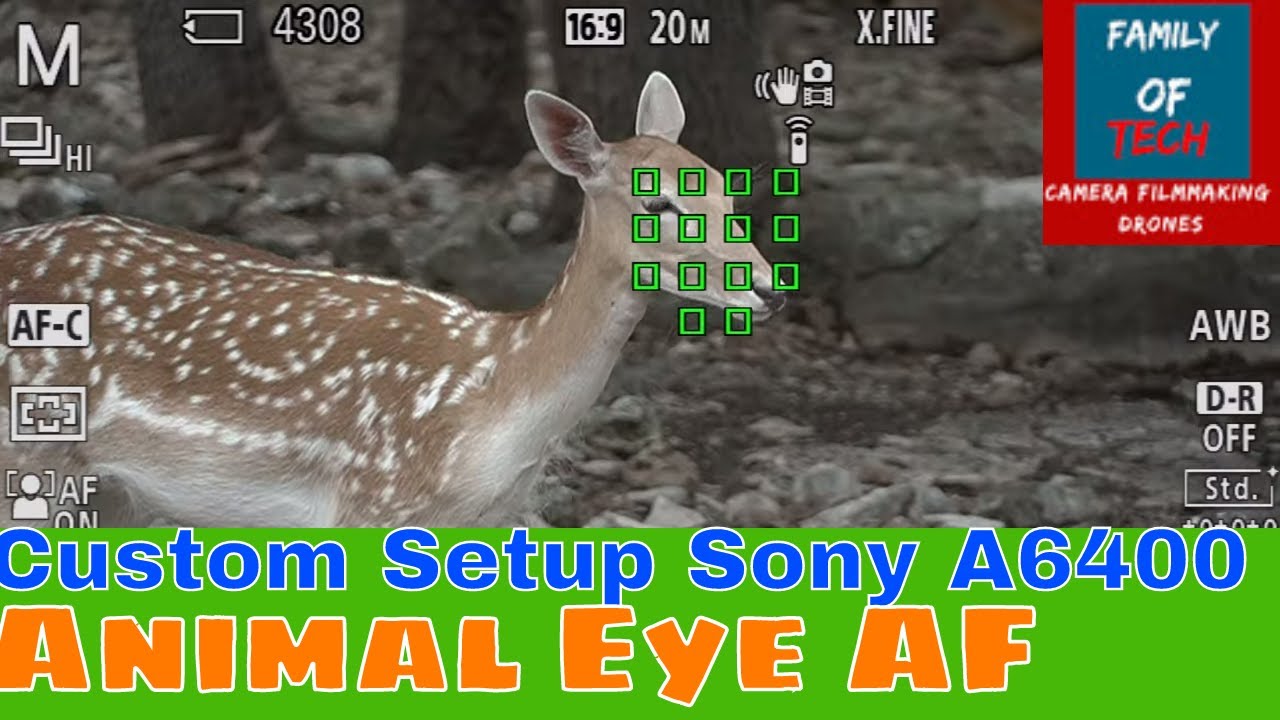 Sony A6400 Setting up Animal AF Firmware 2.0 Custom Setup Guide YouTube