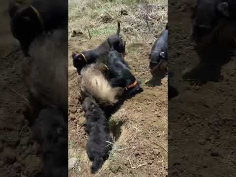 Язовец - YouTube