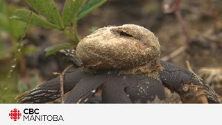 Manitoba Métis foragers learn how to find the edible fungus among us