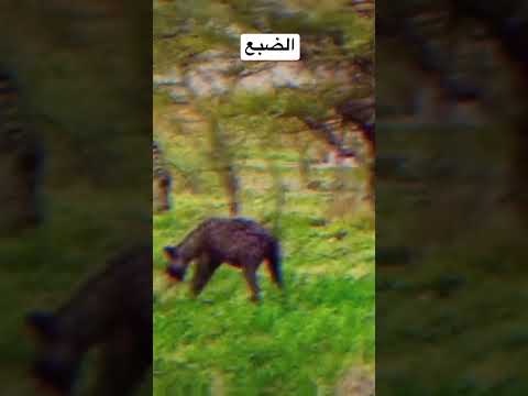 عندما يلتقي الضبع الجائع فريسه شاهد