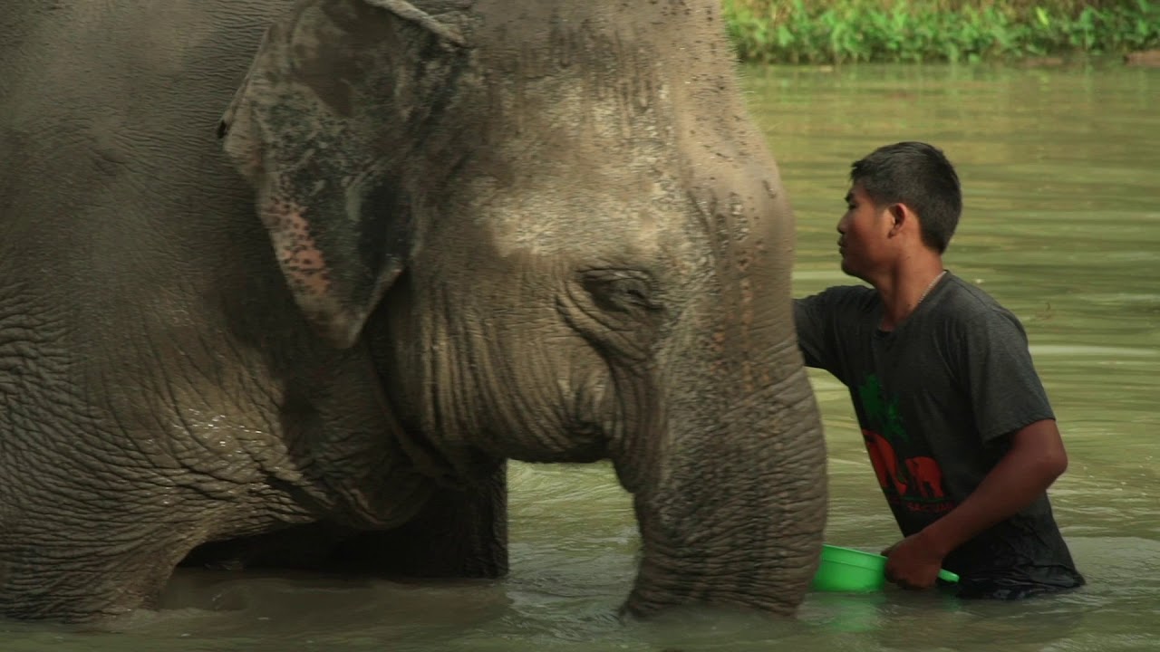Krabi elephant sanctuary