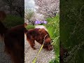 来年も桜の絨毯を楽しめますように #shorts #irishsetter #テラ