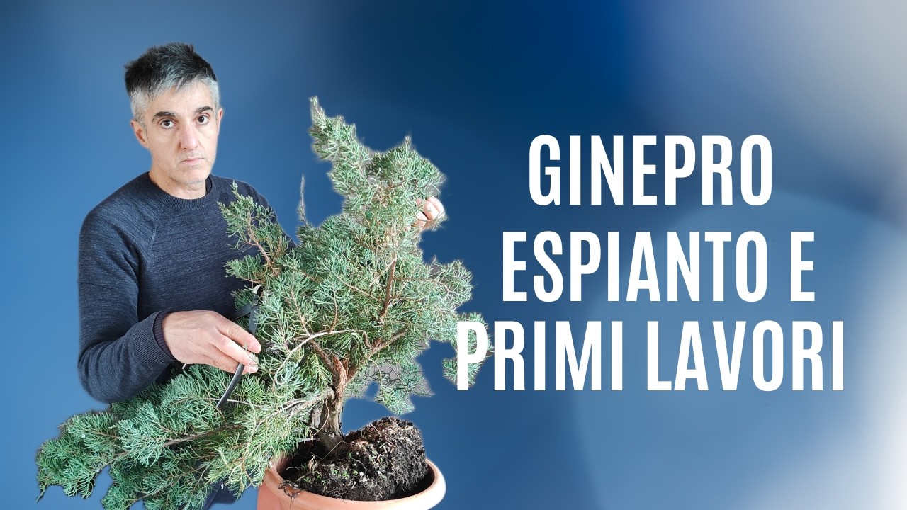 COME INIZIARE un GINEPRO BONSAI da talea, raccolta e primi lavori