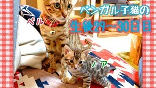 【生後29〜30日目】トンネル潜りが可愛い！ベンガル猫ベルの子猫の成長記録
