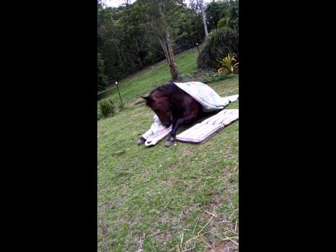funny-cute-horse-bedtime
