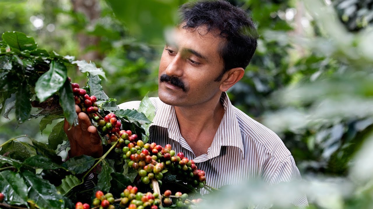 Coffee Farming in Nepal; Present Status, Challenges & Opportunities